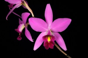 Laelia anceps 'San Bar Summit' AM 85p ts.